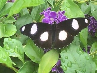 Las mariposas y los saltamontes