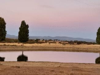 Conversaciones con Bingo El agua rosa de la laguna: