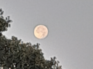 Conversaciones con Bingo «La niña, la luna y los tesoros del Majadal».: