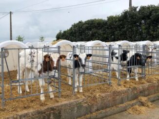 El Gobierno recomienda extremar la prevención ante la dermatosis nodular contagiosa: su detección implica el sacrificio de los animales y el vacío sanitario