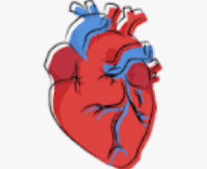 Día Mundial del Corazón (29 septiembre): ‘No pierdas un latido’